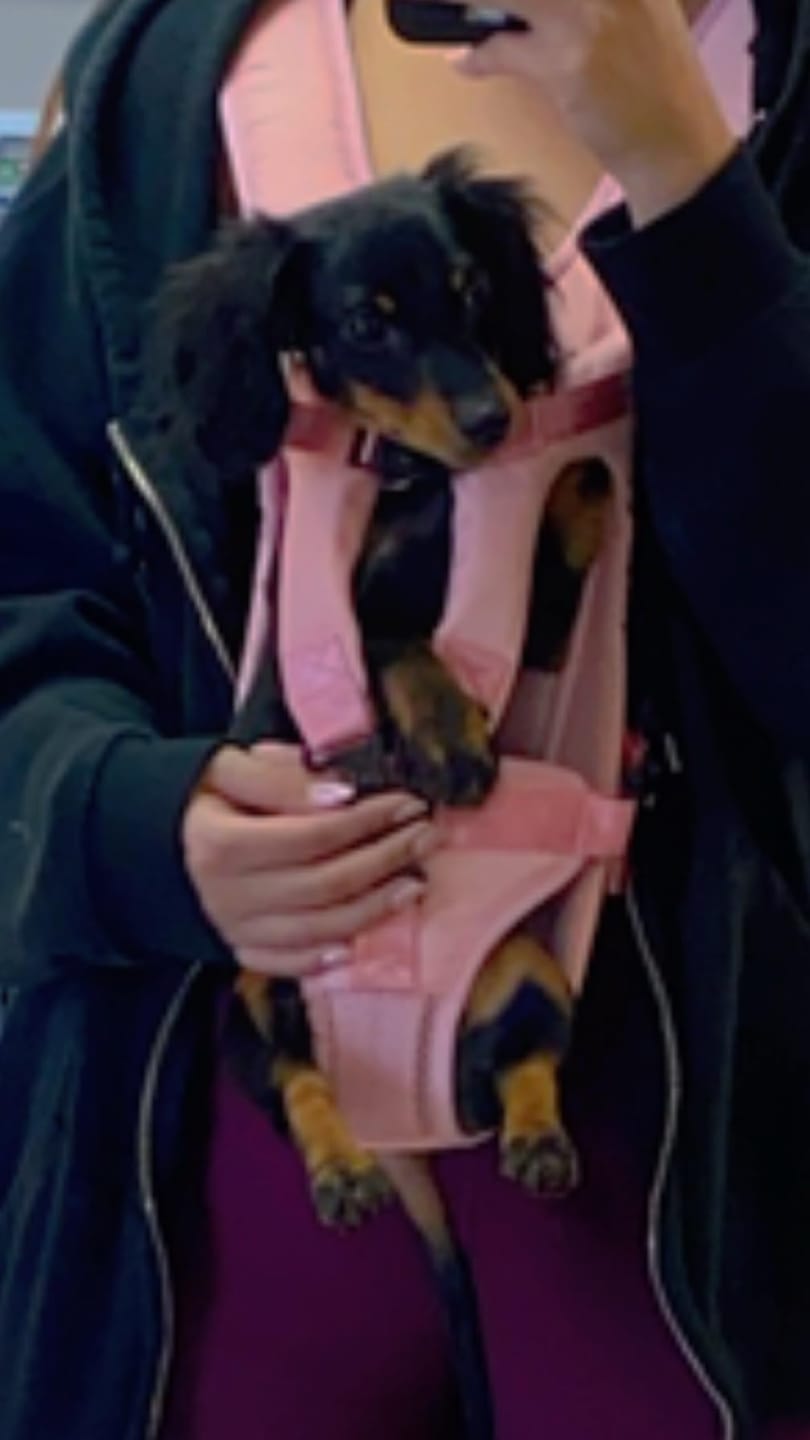 Customer photo review of DOGLEMI Hands-Free Carrier Backpack