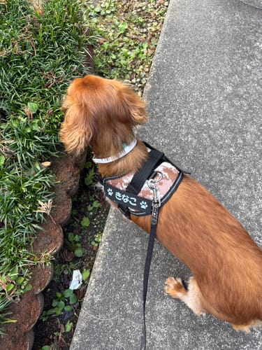 Customer photo review of FunFunPet 高機能ハーネス（お名前タグ作成サービス付き）