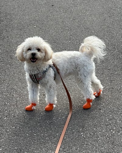 Customer photo review of WagWellies® by wagwear