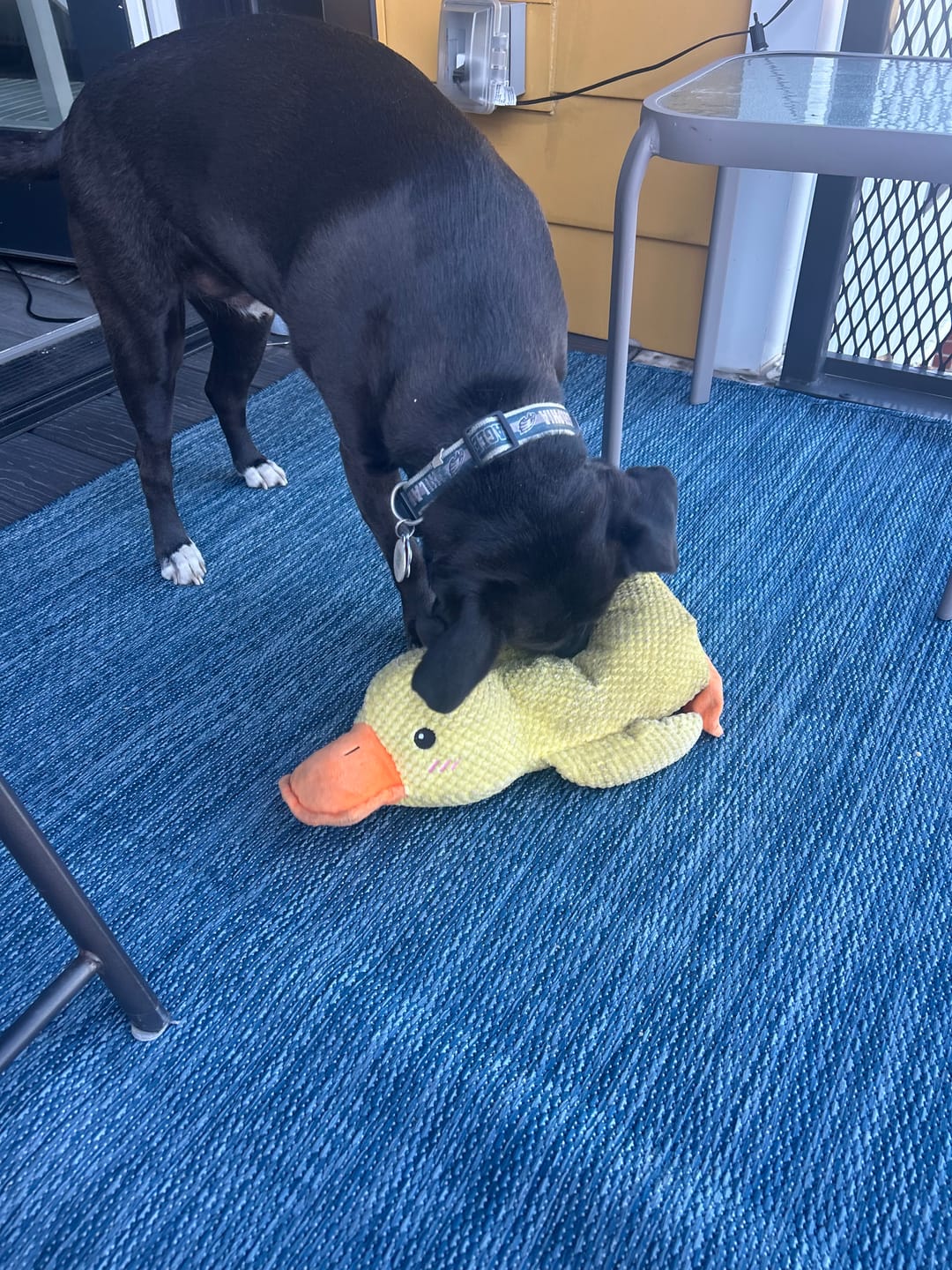 Customer photo review of Calming Duck