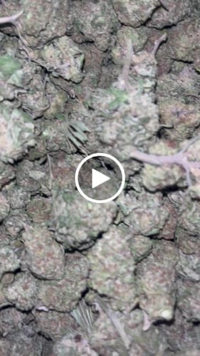 Customer video review of Cheap THCA Smalls Pound