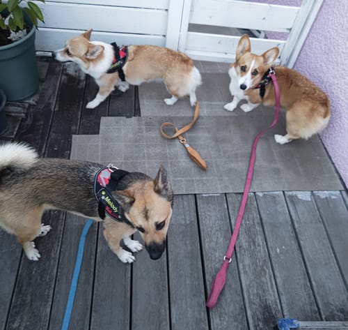 Customer photo review of FunFunPet 高機能ハーネス（お名前タグ作成サービス付き）