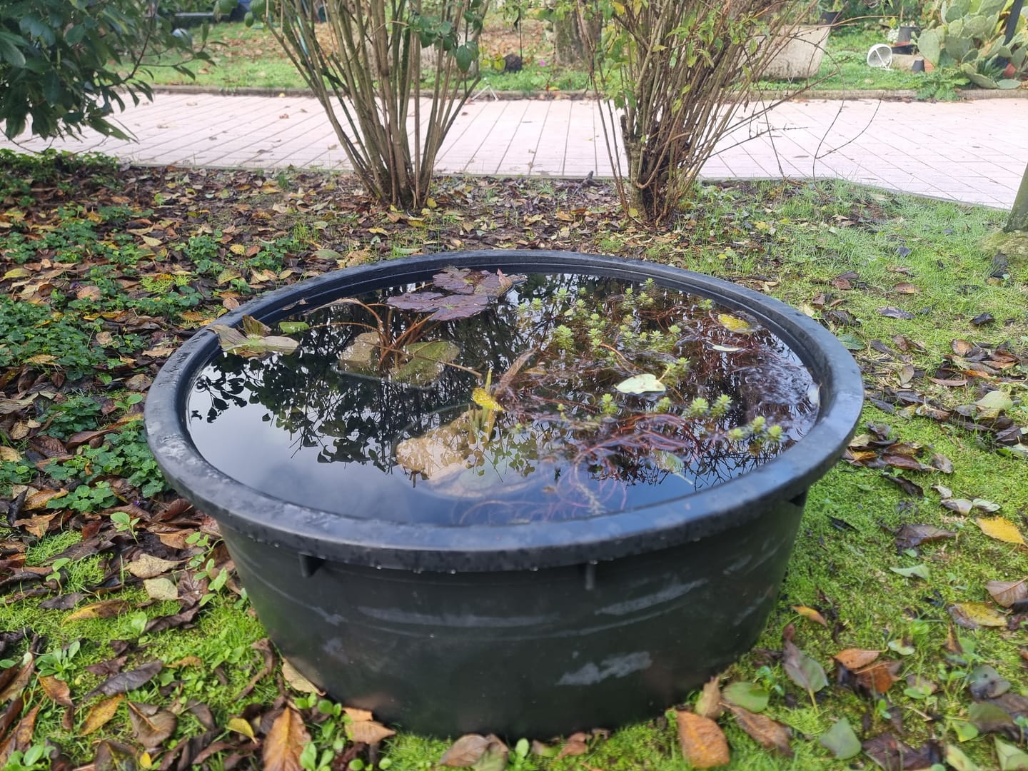 Customer photo review of Mini Pond da balcone