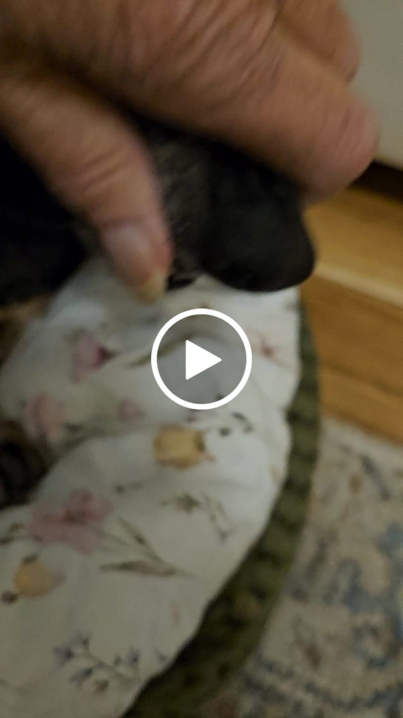 Customer video review of Sprej za Čišćenje Zuba kod Ljubimaca