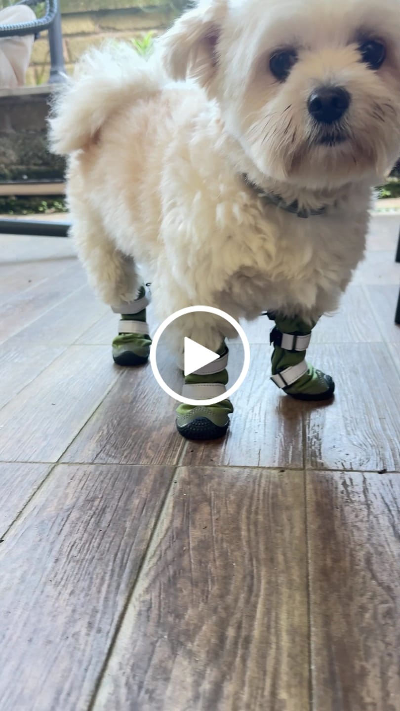 Customer video review of Flex Shell Waterproof Dog Boots - Green