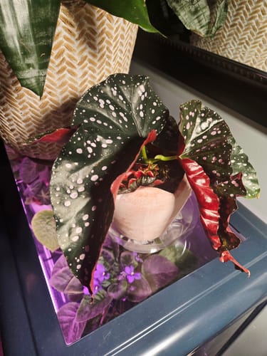 Customer photo review of Begonia 'Cracklin' Rosie'