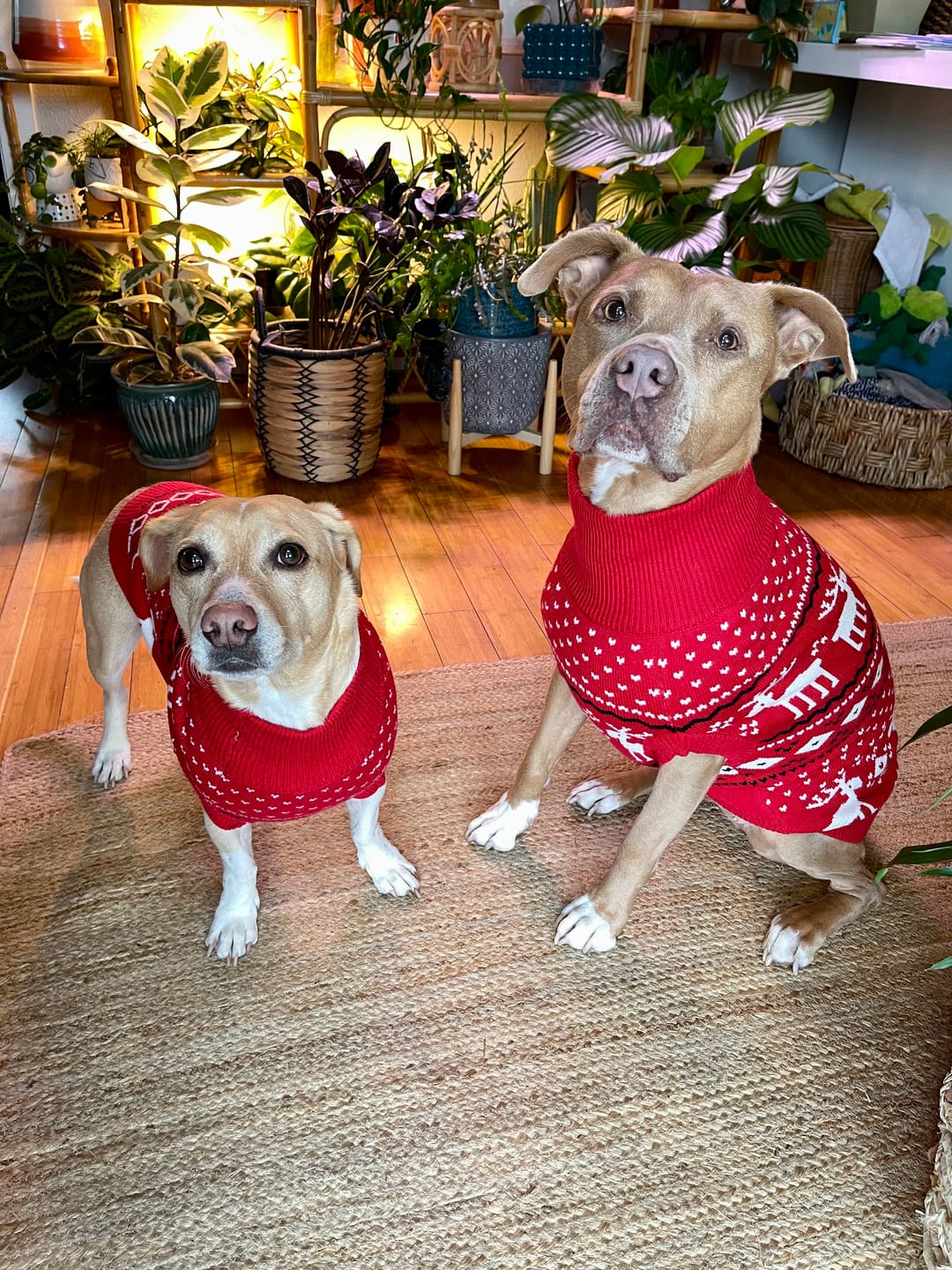 Customer photo review of Knit Christmas Dog Sweater - Dasher Red
