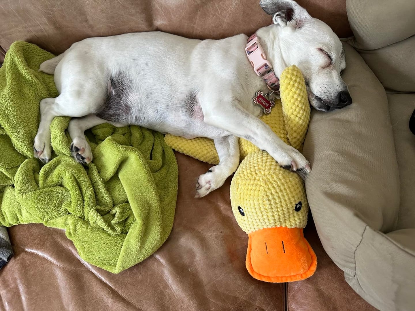 Customer photo review of [BEST SELLER] Calming Duck Dog Toy