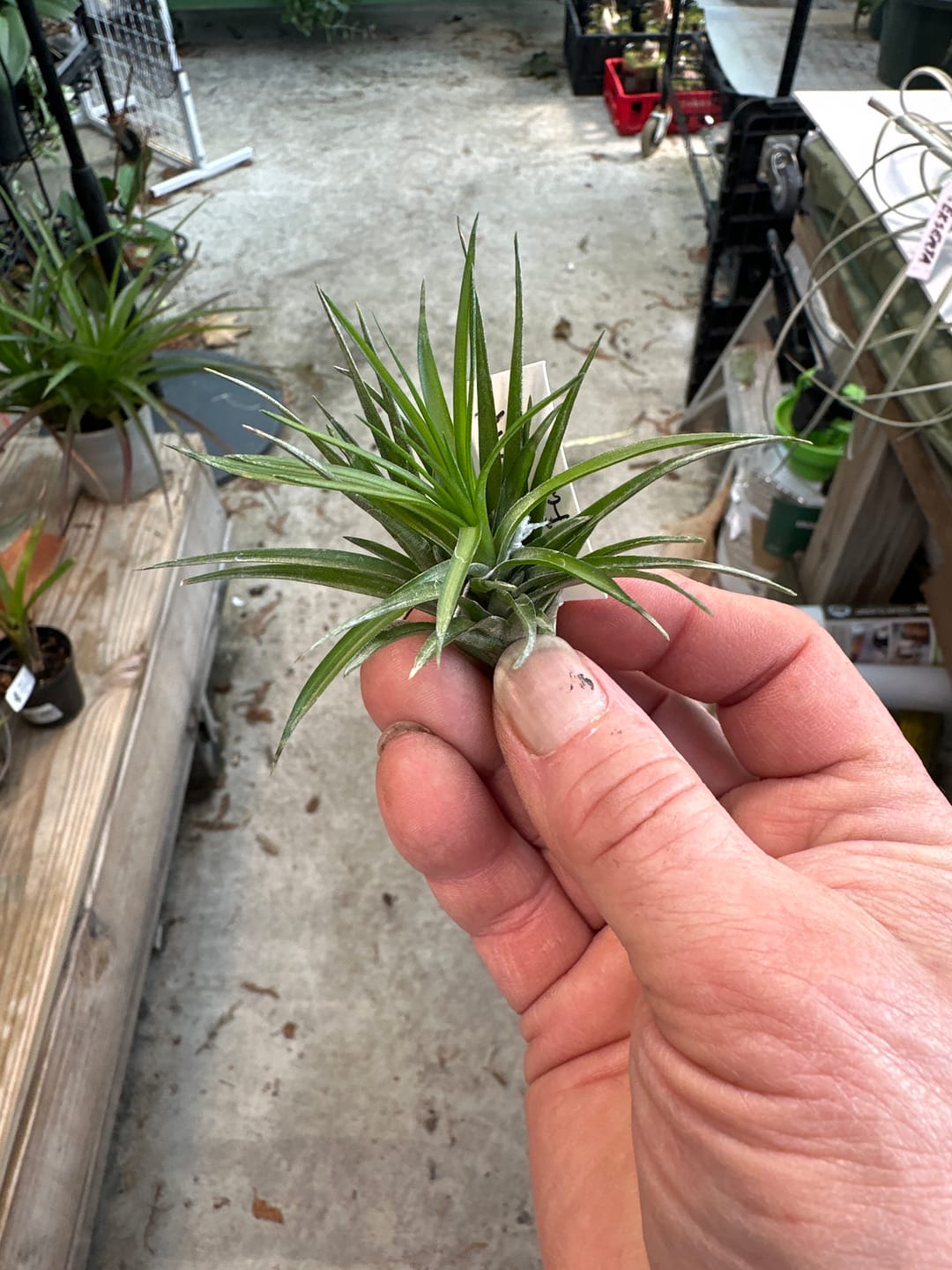 Customer photo review of Tenuifolia Purple Fan  (Stacked Form)