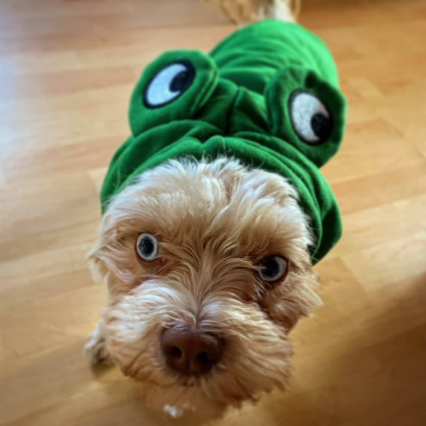 Customer photo review of Frog Hoodie Fleece Sweater