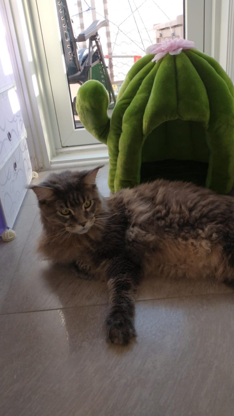 Customer photo review of Cozy Dinosaur Cat Bed 🦕
