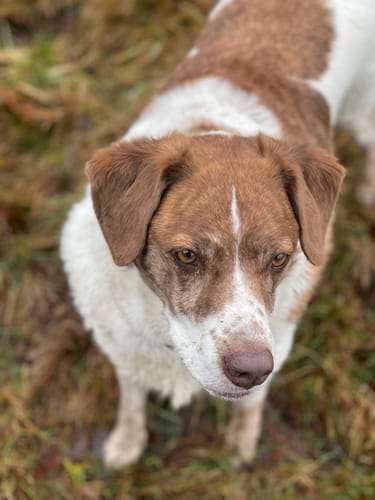 Customer photo review of Petsmont Buddy Guard Medium Dog