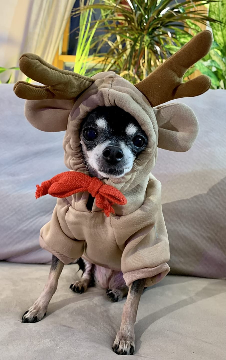 Customer photo review of Frog Hoodie Fleece Sweater