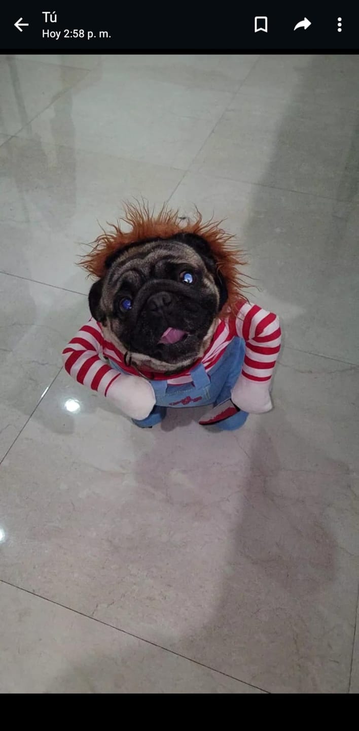 Customer photo review of Overalls with Knife Holder costume