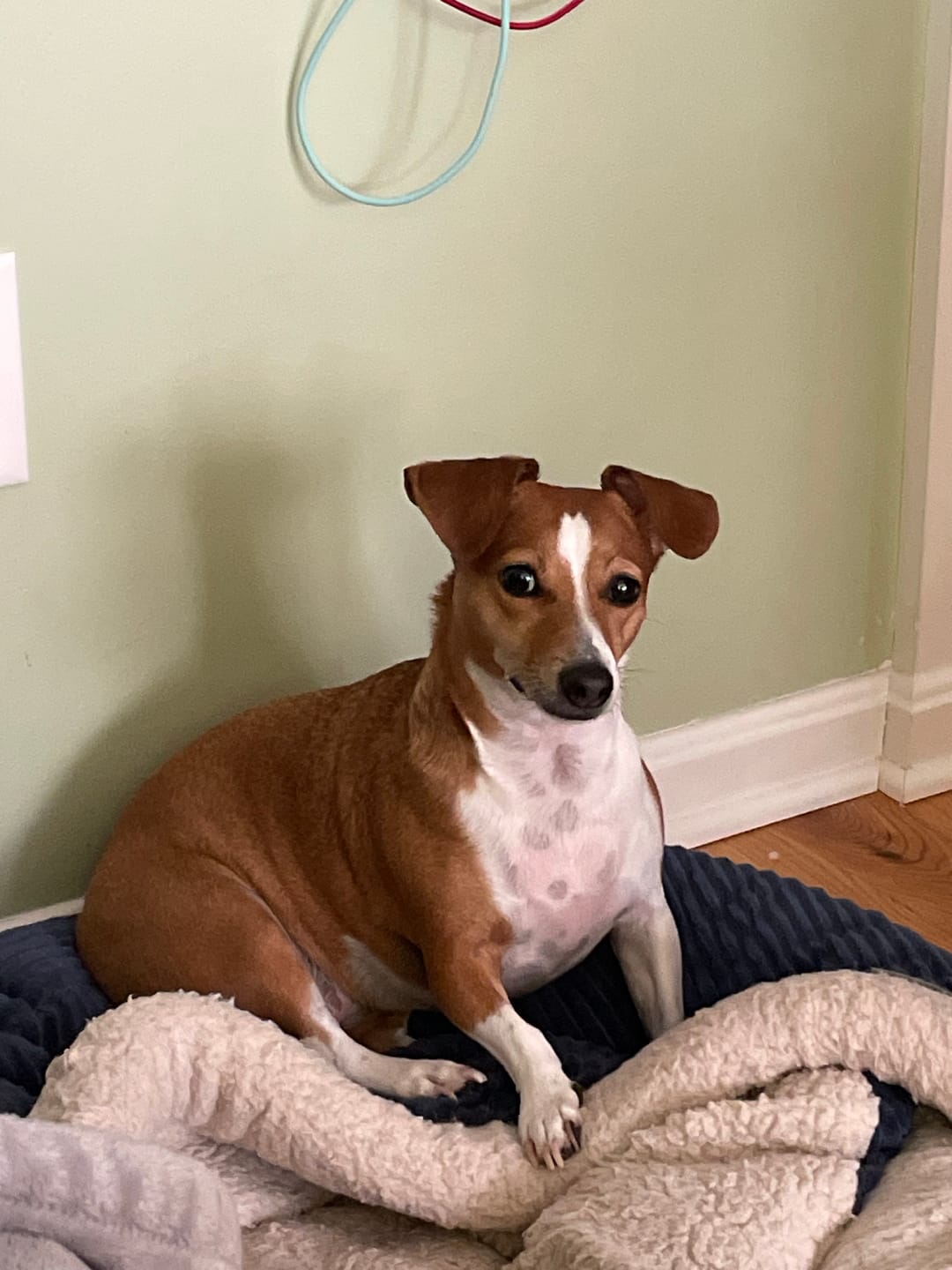 Customer photo review of Custom Photo Pillow with Your Dog Photos, Print Pet Photo on Pillow