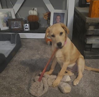Customer photo review of 12 Inch Extra Thick Bully Sticks