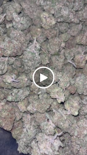 Customer video review of Cheap THCA Flower Pound