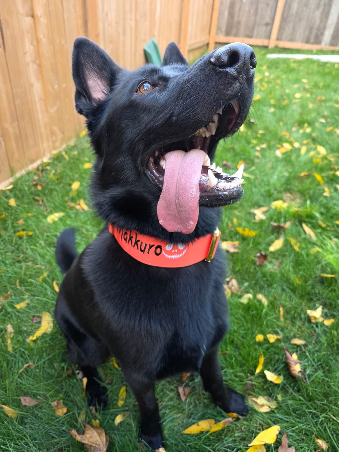 Customer photo review of 2" Tacti Luxe Dog Collar - Gold Cognac