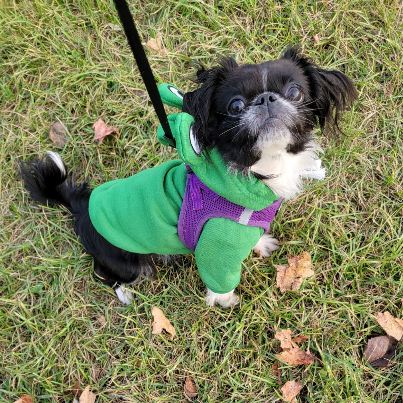 Customer photo review of Frog Hoodie Fleece Sweater