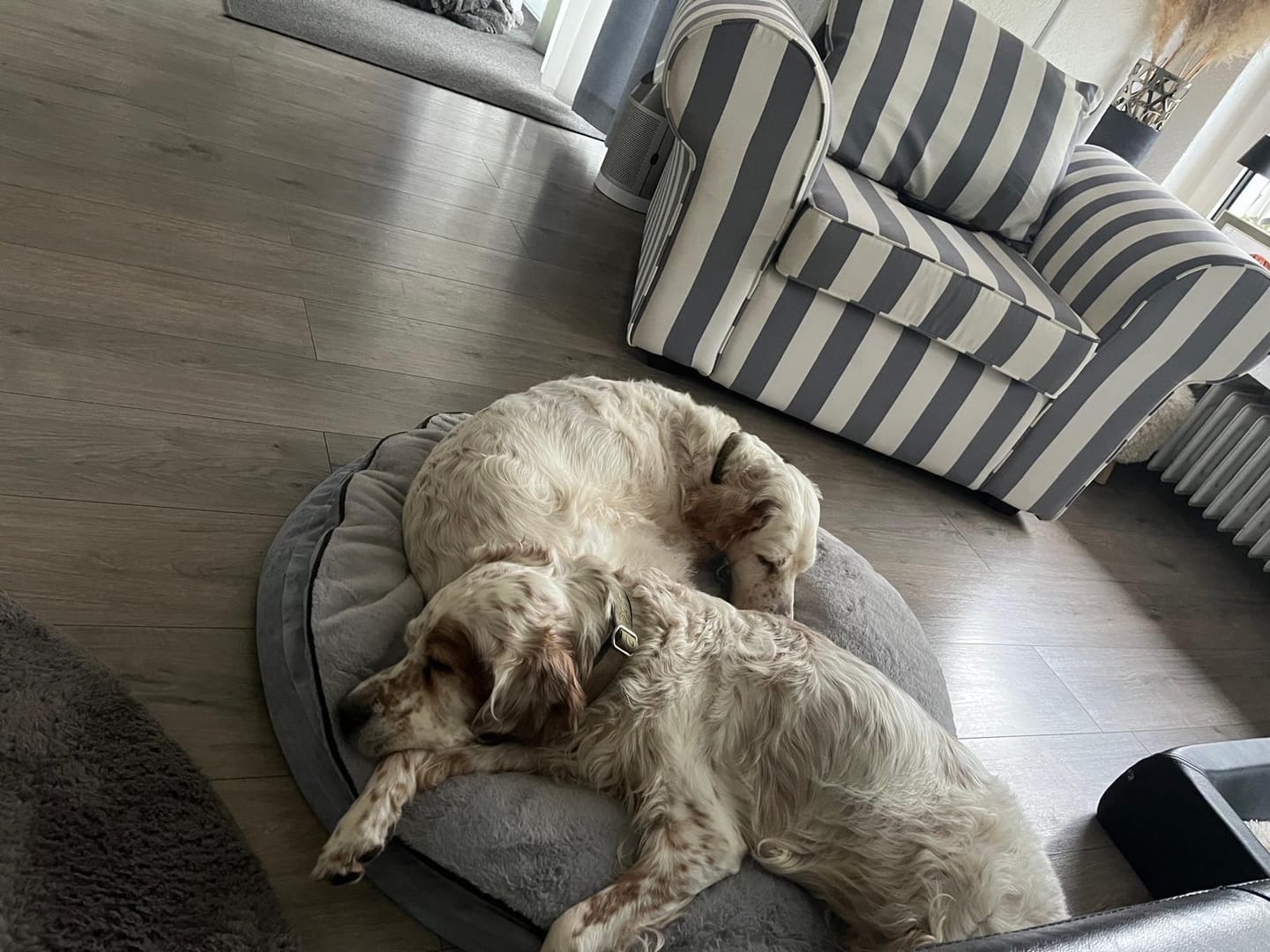 Customer photo review of Orthopädische Hundeinsel "Easy"