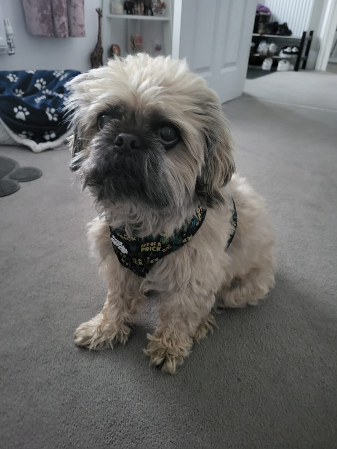 Customer photo review of Bit of a prick harness