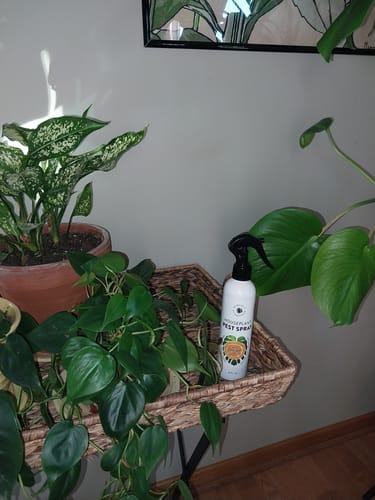 Customer photo review of Houseplant Pest Spray