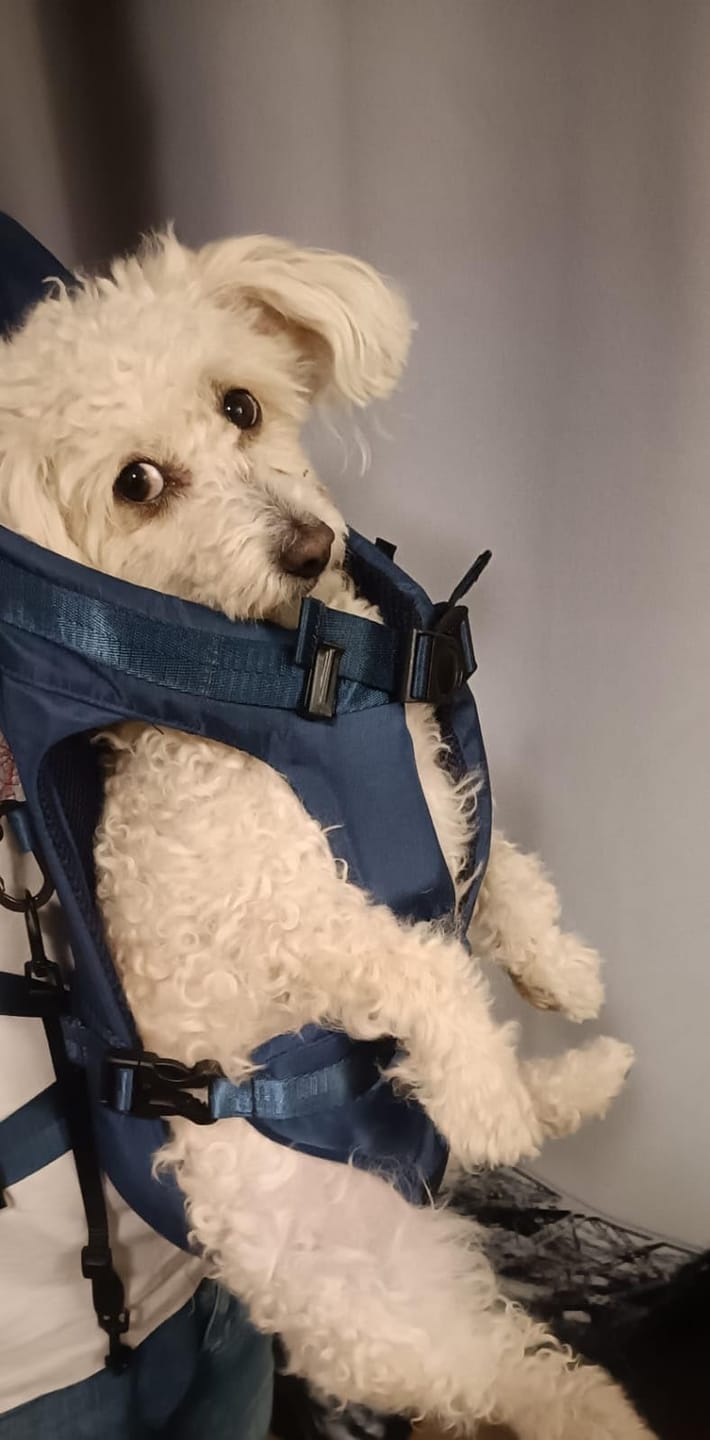 Customer photo review of DOGLEMI Hands-Free Carrier Backpack