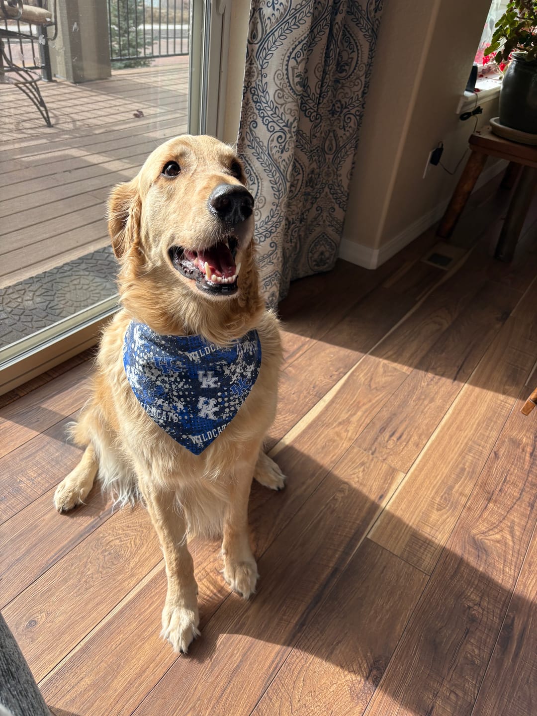 Customer photo review of UK Splatter Print Reversible Snap-On Dog Bandana