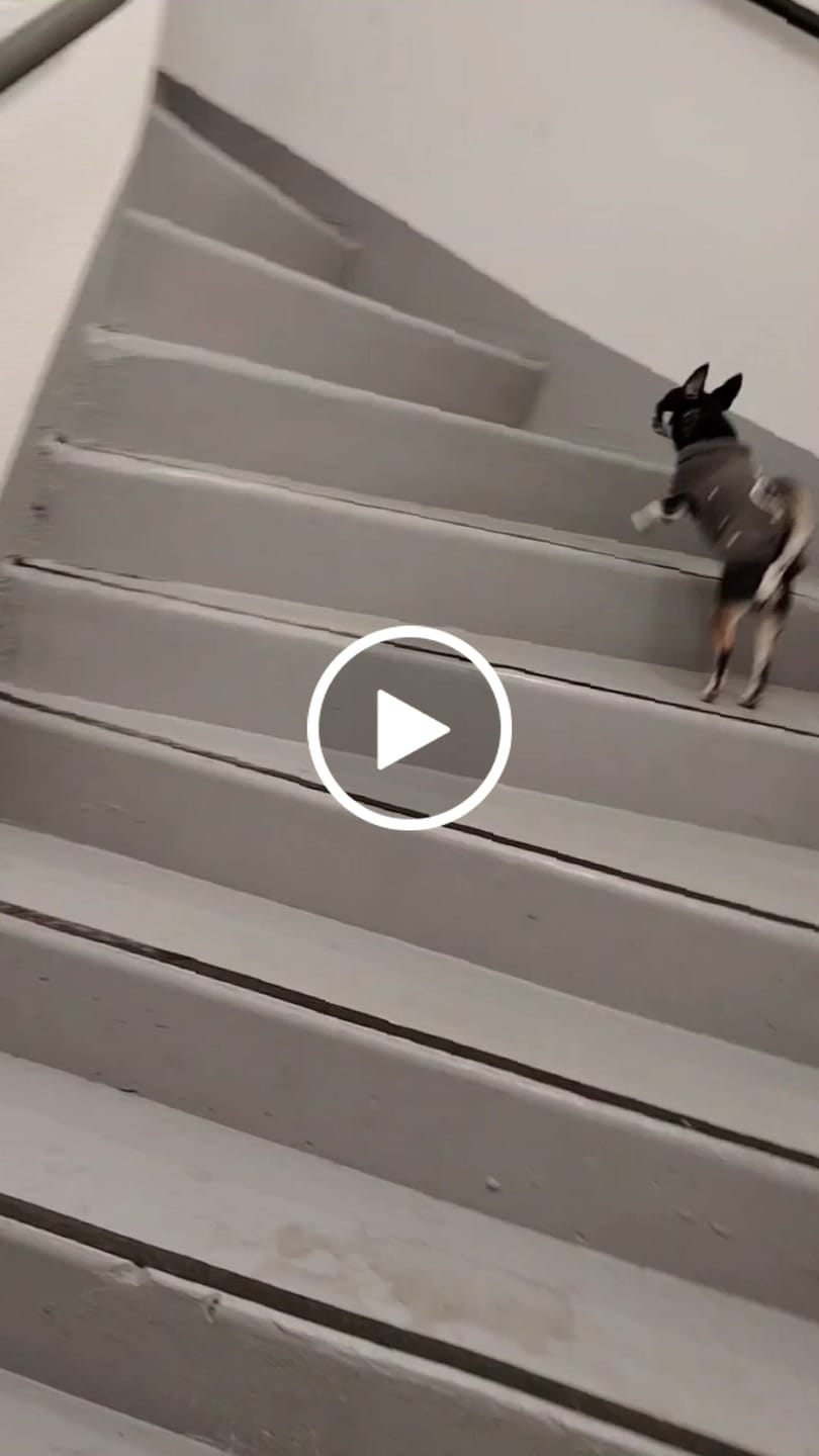 Customer video review of Box Découverte Chien Adulte Petite Race