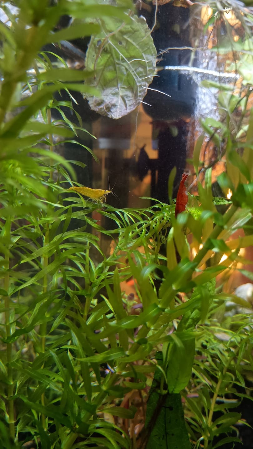 Customer photo review of Crystal Black Shrimp