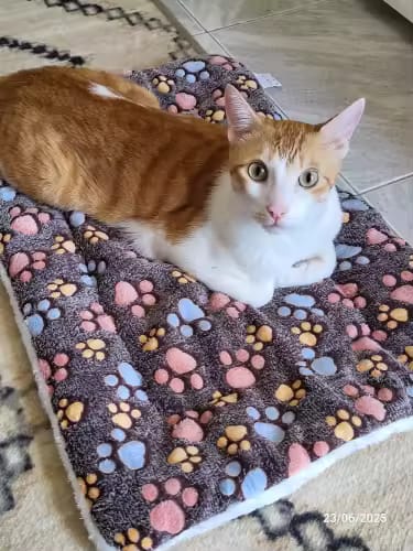 Customer photo review of CozyPaw – Le Lit Apaisant et Douillet pour Chats