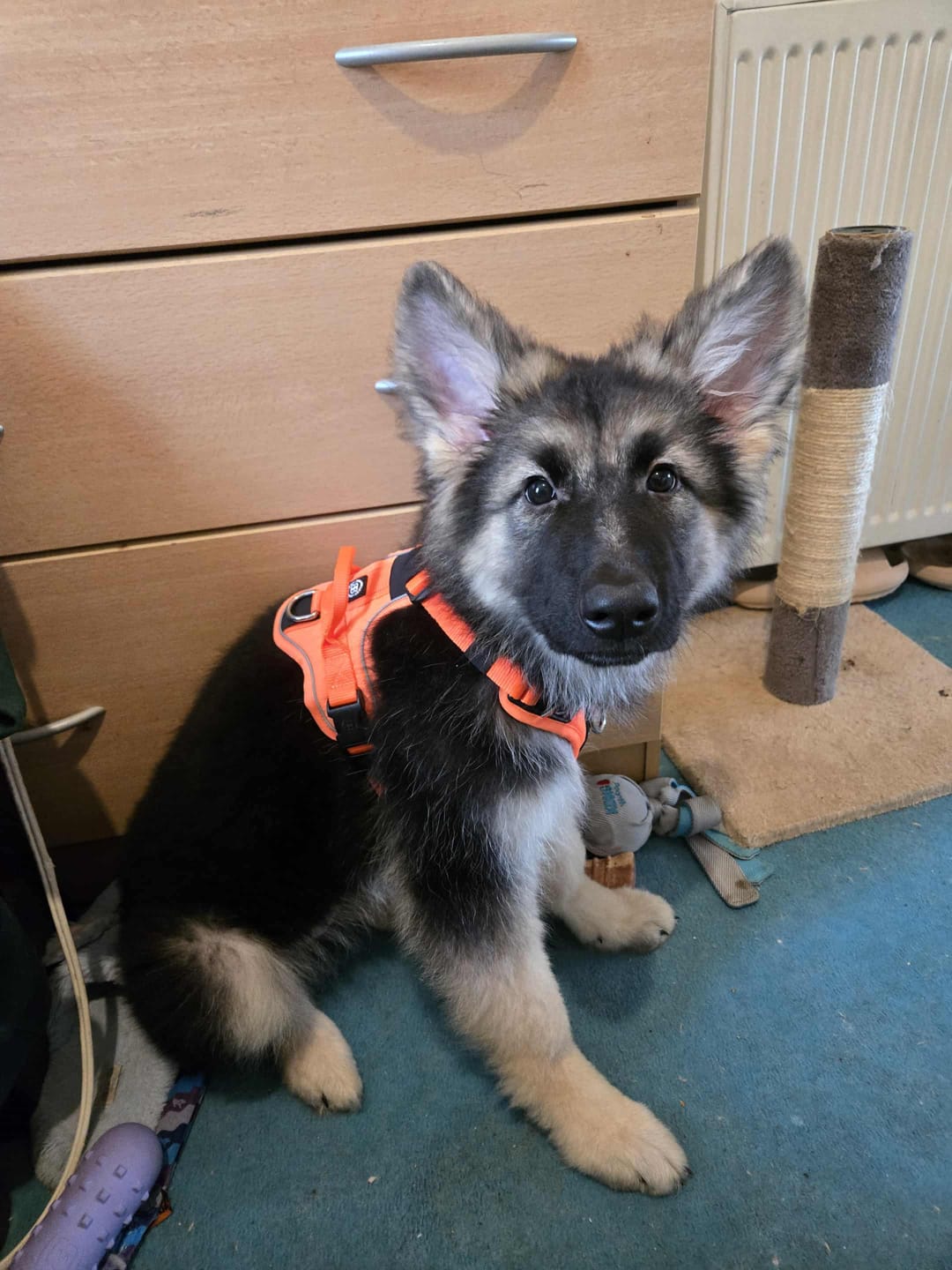 Customer photo review of Anti Pull Hurricane Harness Lighter | With Handle - Orange