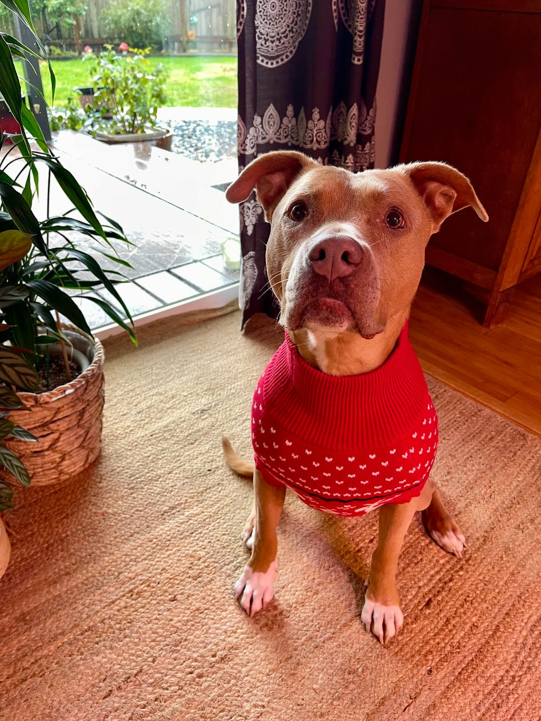 Customer photo review of Knit Christmas Dog Sweater - Dasher Red