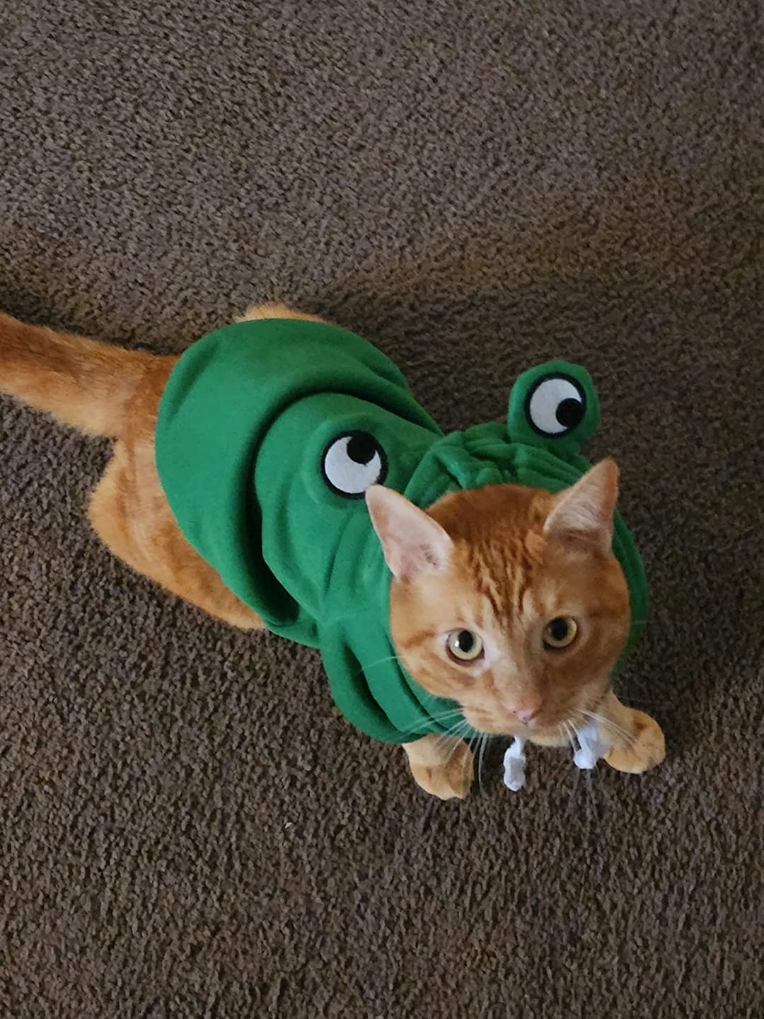 Customer photo review of Frog Hoodie Fleece Sweater