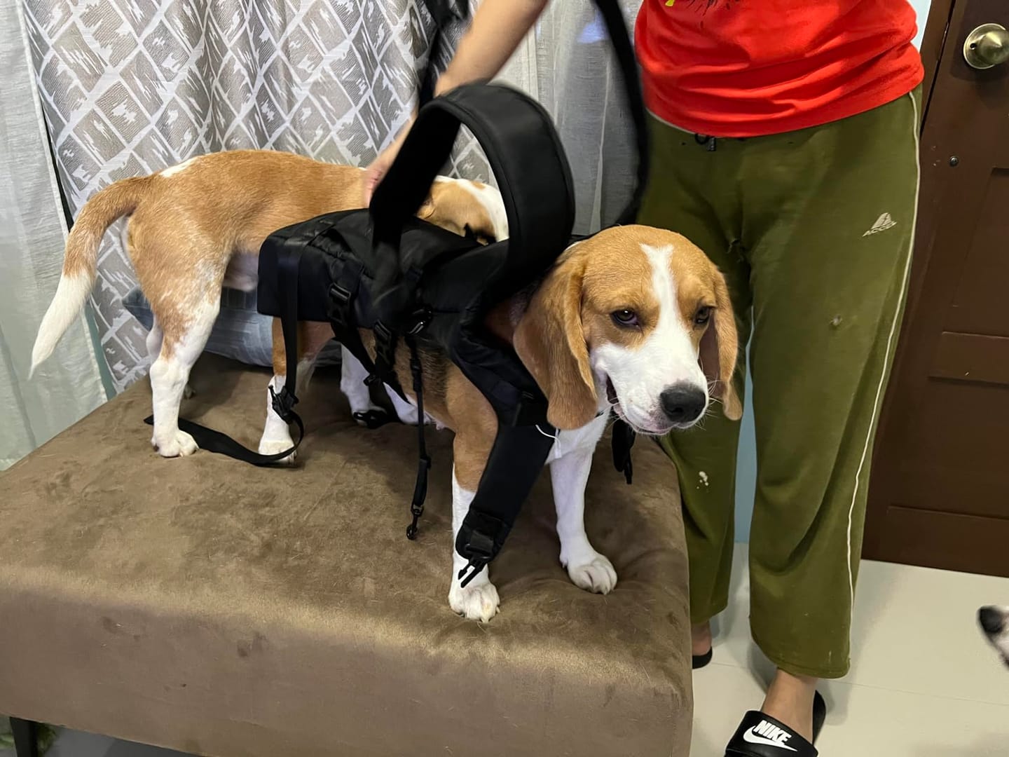 Customer photo review of DOGLEMI Hands-Free Carrier Backpack