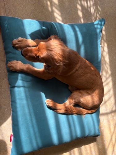 Customer photo review of Rony- Medium Pets Cushion