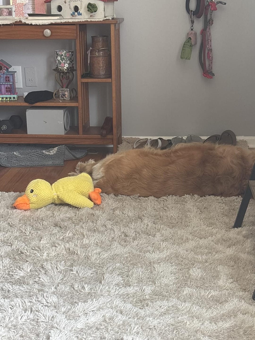 Customer photo review of [BEST SELLER] Calming Duck Dog Toy