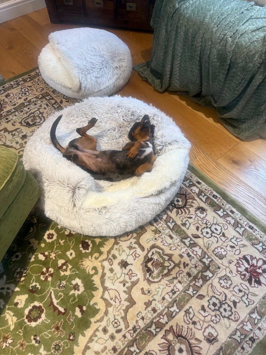 Customer photo review of Burrow Buddy™ - Pet Bed