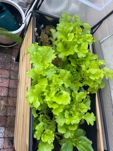 Customer photo review of 18" x 48" Raised Garden Bed - 30" TALL