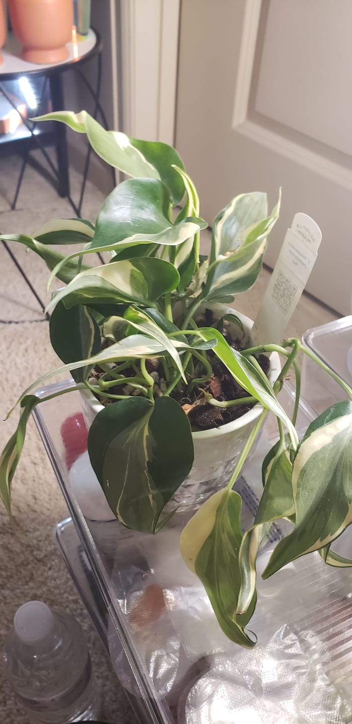 Customer photo review of Philodendron hederaceum 'Rio' - 3"
