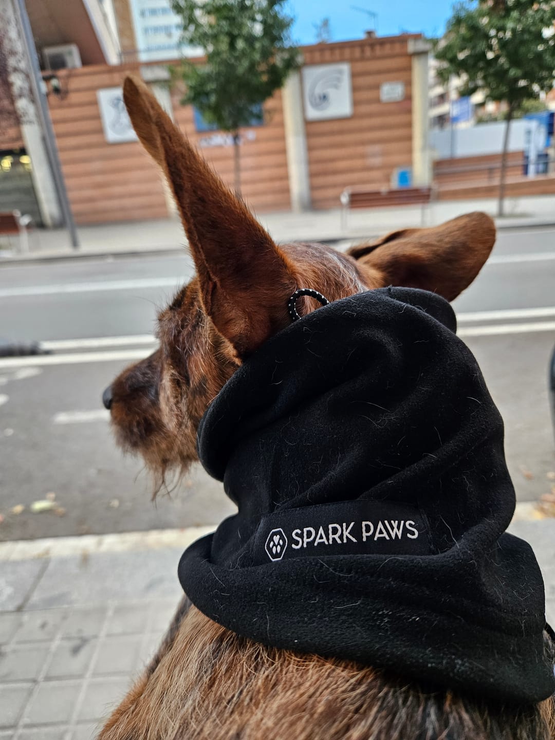 Customer photo review of Anxiety Calming Dog Earmuff Protector