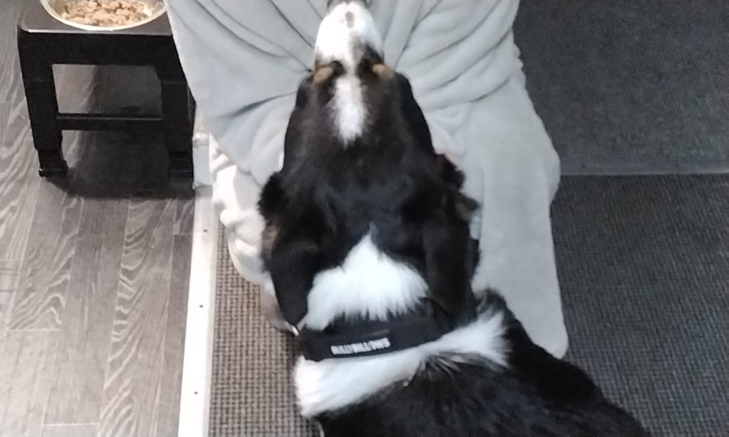 Customer photo review of 4cm Combat® Collar | Handle & Rated Clip - Black