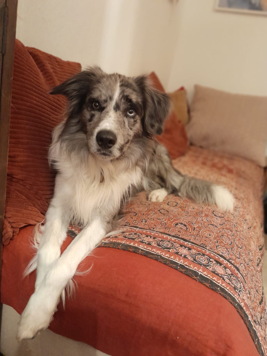 Customer photo review of Croquettes Bio Chien Adulte Moy./Grande race - Poulet & Citrouille