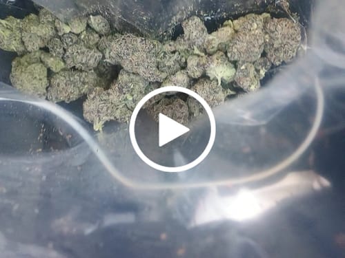 Customer video review of Thin Mint Cookies - 28 Grams - Hybrid