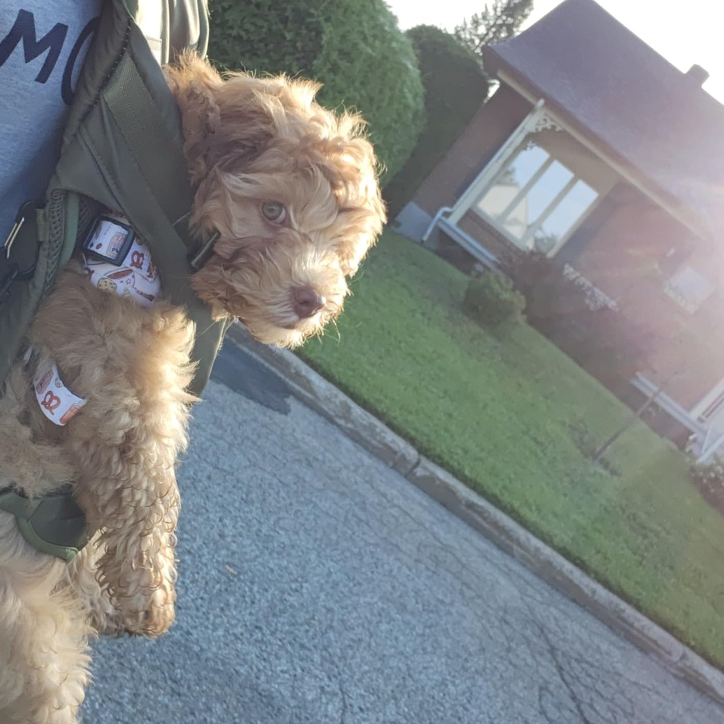Customer photo review of DOGLEMI Hands-Free Carrier Backpack