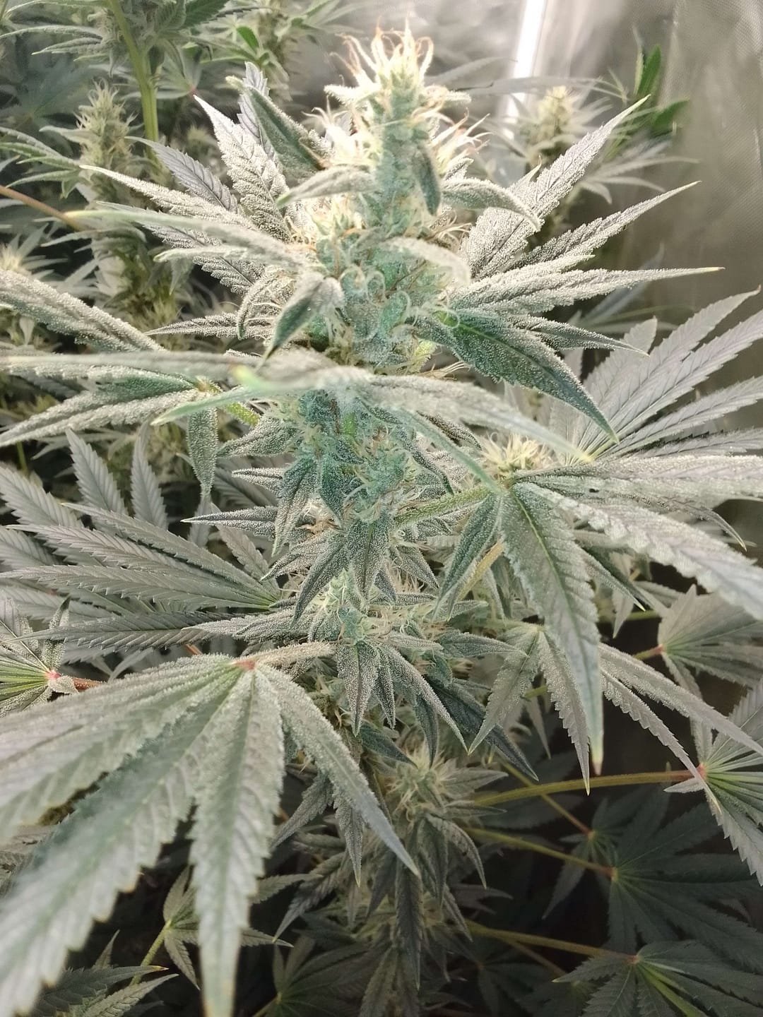 Customer photo review of HHZ Blüte - Northern Lights