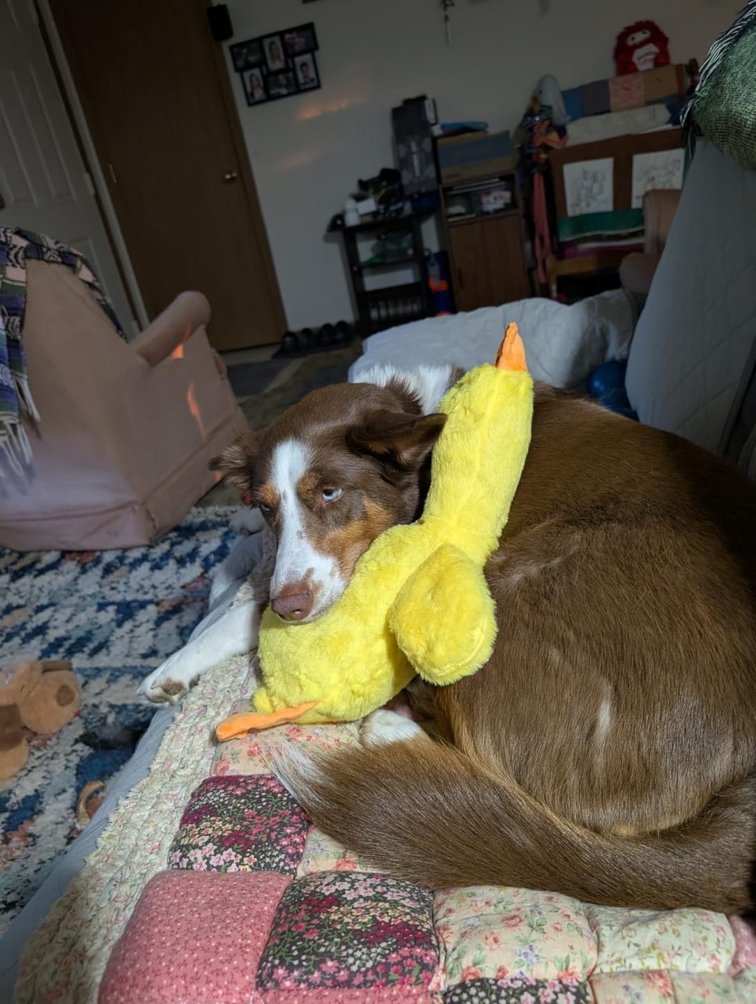 Customer photo review of [BEST SELLER] Calming Duck Dog Toy
