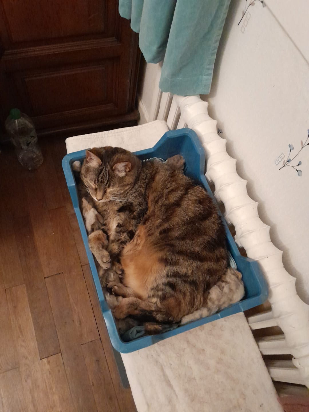Customer photo review of Croquettes Bio Chat Adulte - Poisson & Pois