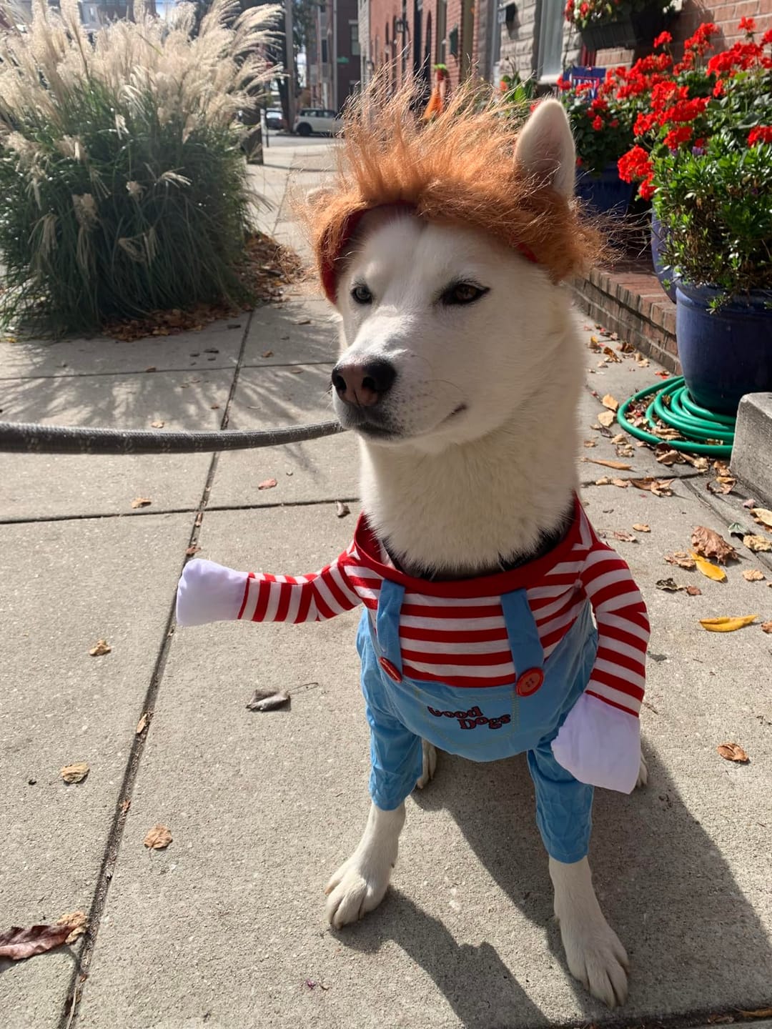 Customer photo review of Overalls with Knife Holder costume