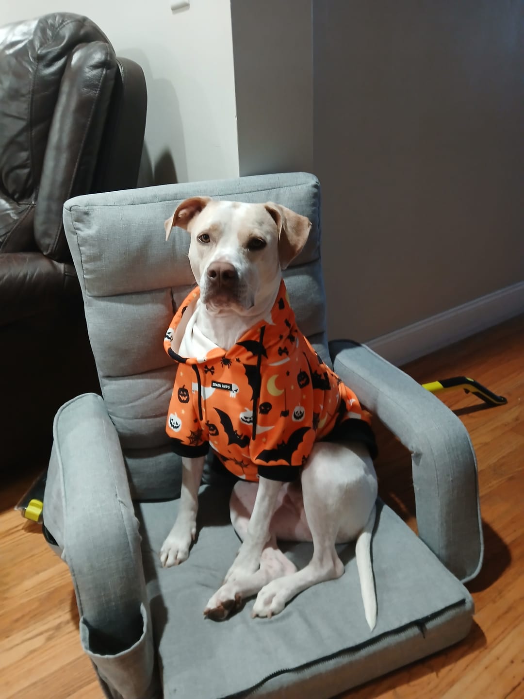 Customer photo review of Halloween Dog Hoodie - Orange